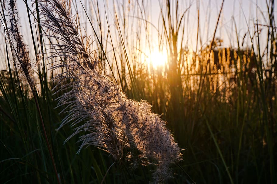 reed, nature, grass, outdoors, marsh, landscape, dawn, fair weather, light, plant
