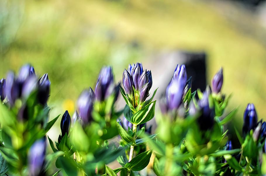 selective, focus photo, purple, petaled flower buds, flower, chichewa live, vivid color, flowers, plant, macro