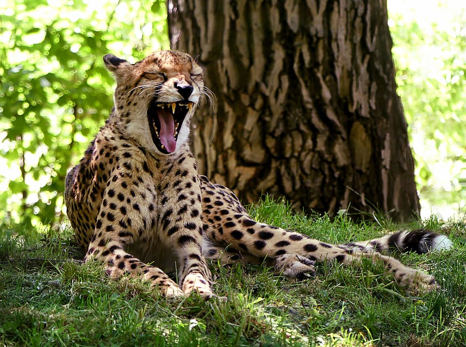 reclining, green, grass, Cheetah, Cat, Yawn, Africa, Break, Rest, meadow