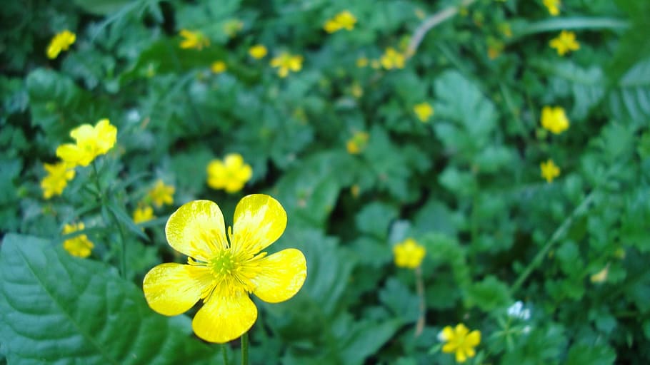 buttercup, yellow flower, plant, freshness, yellow, flower, flowering plant, growth, close-up, beauty in nature