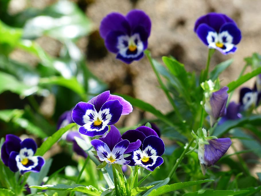 pensamiento, azul, violeta, blanco, colorido, flora, jardín, naturaleza, pétalos, púrpura
