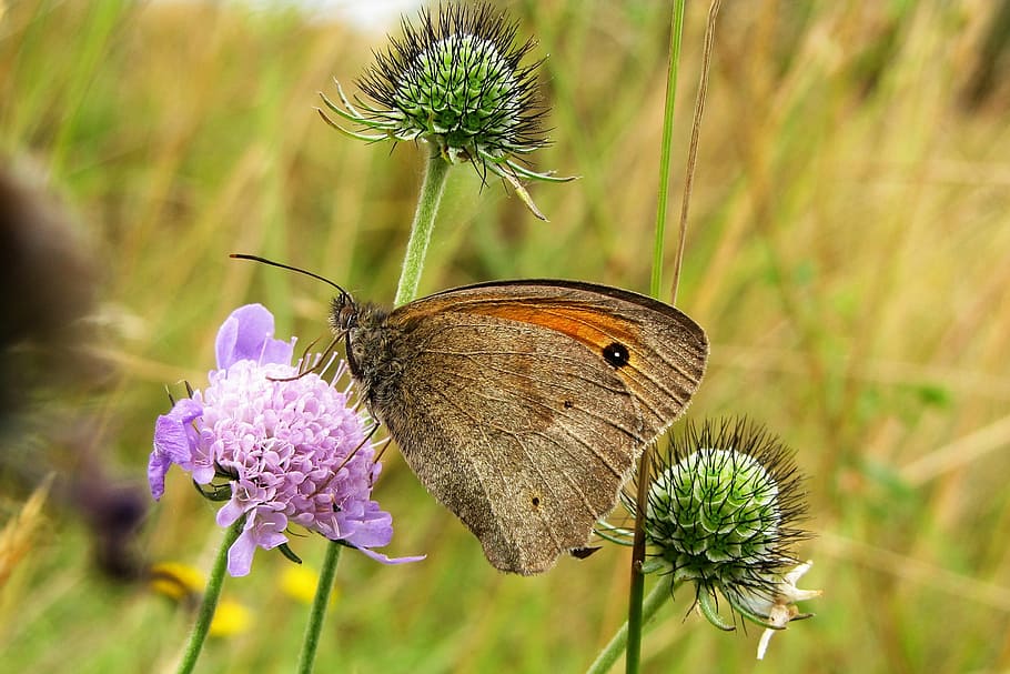 borboleta, prado marrom, erva viúva do prado, maniola jurtina, flor, planta, beleza na natureza, fragilidade, animal, temas animais