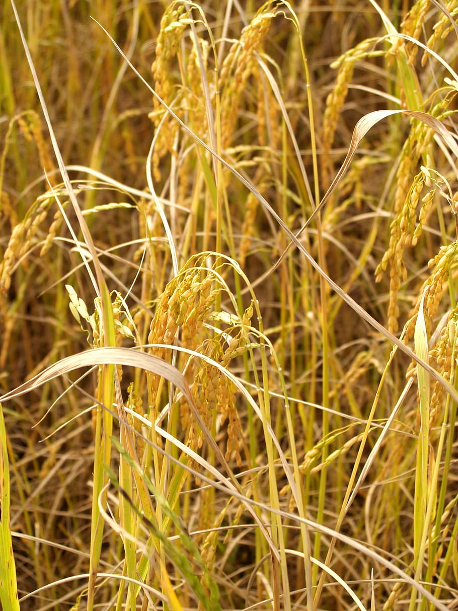 agriculture, asia, autumn, botany, cereal, cereal plant, crop, dinner, dry, east asian culture