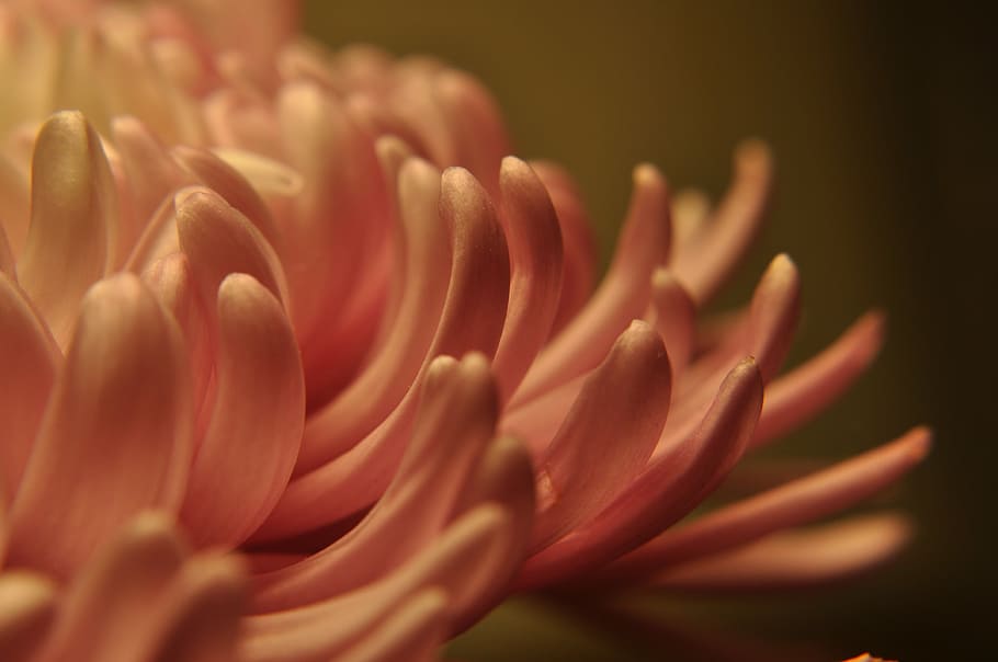 close-up photo, pink, mums flower, floral, petals, flowing, spring, botanical, nature, underside