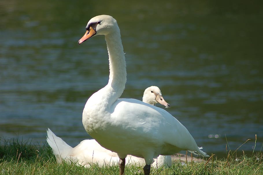 swan, waterfowl, plumage, swans, white, birds, elegant, animal themes, vertebrate, bird