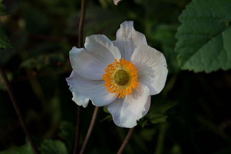 anémona, otoño, luz solar, blanco, flor, planta de jardín, estambres,  pétalos, planta, planta floreciendo | Pxfuel