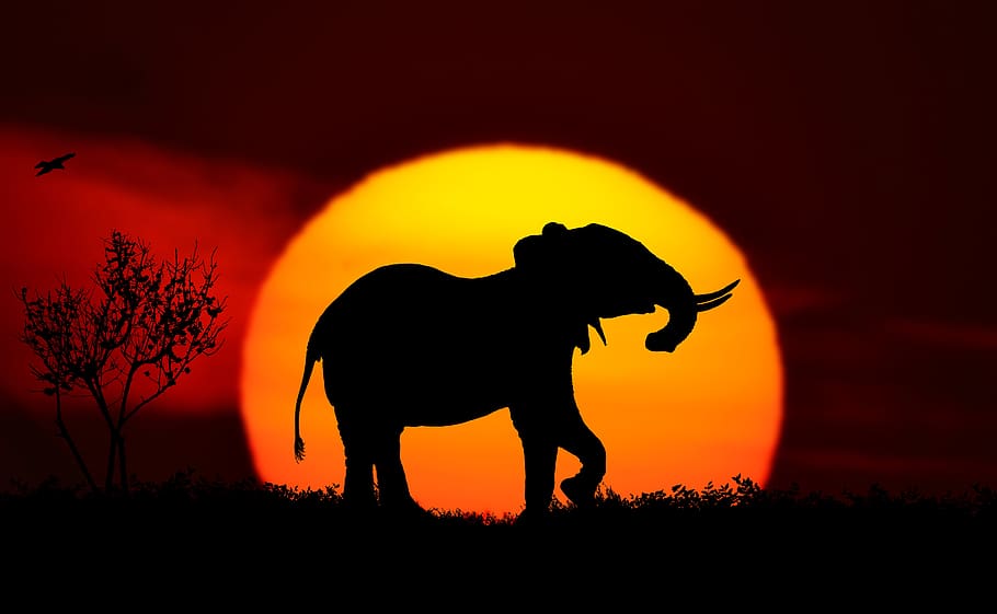 puesta de sol, paisaje, elefante, naturaleza, Adler, silueta, paquidermo, mundo animal, amanecer, iluminación