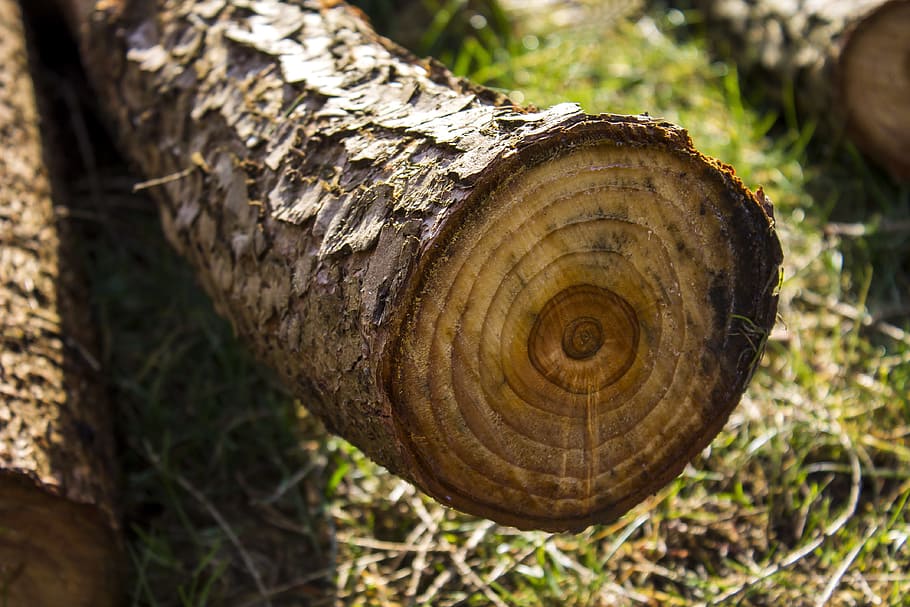 wood, wooden, tree, structure, tribes, year circles, trees, tree rings, nature, old wood