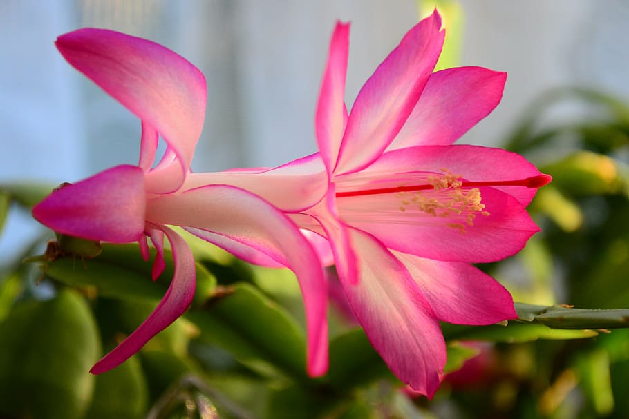 closeup, pink, petaled flower, christmas cactus, easter cactus, house cactus, schlumbergera, close-up, flower, drought flower