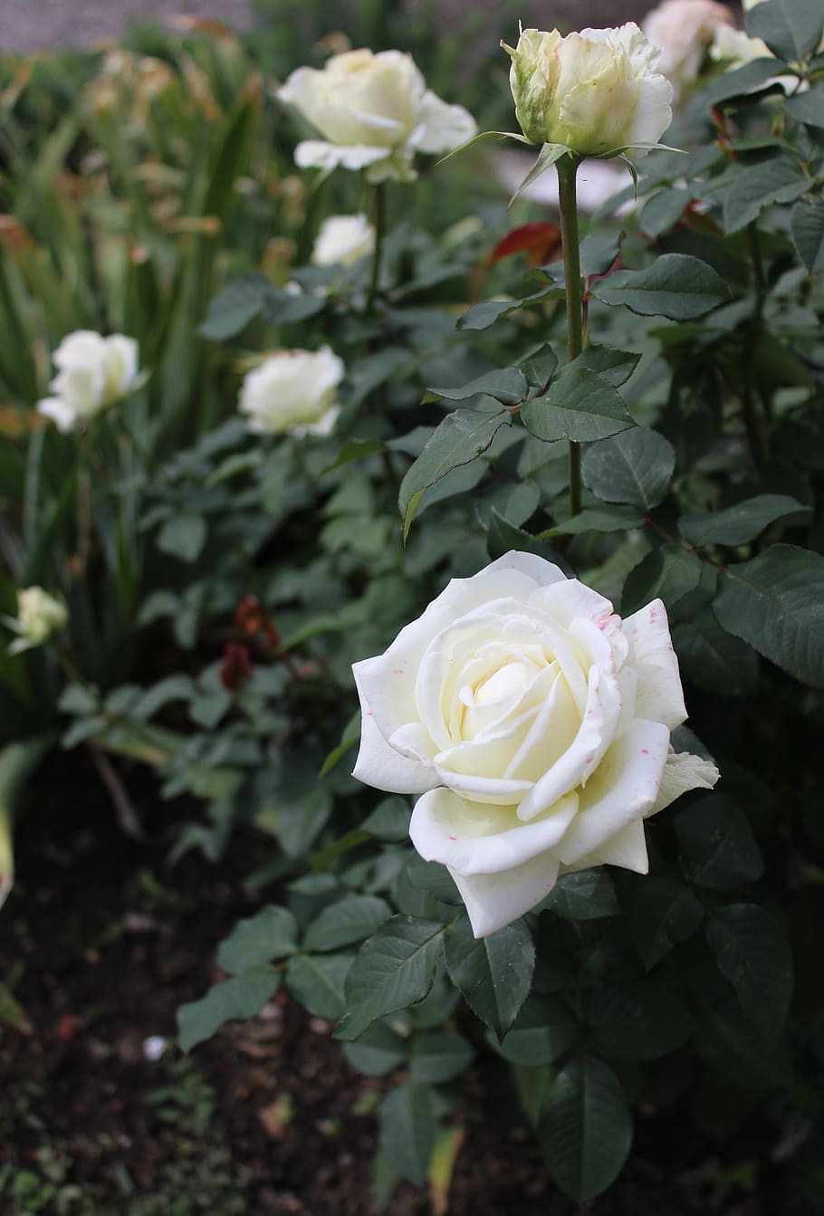 white, roses, flower, rose bush, white rose, flowering plant, plant, beauty in nature, freshness, vulnerability