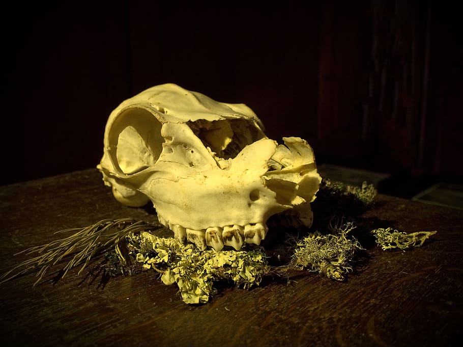 cráneo, animal, muerte, decadencia, final, mortal, hueso, muerto, esqueleto, horror