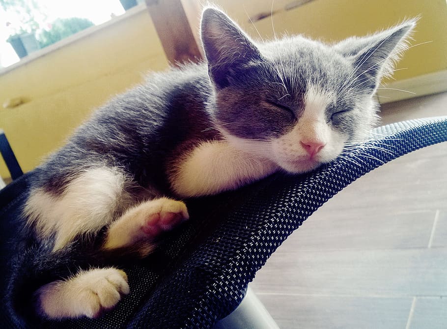 grey, white, Cat, Kitten, Gatta, Pussy, Puppy, pussy cat, feline, malai