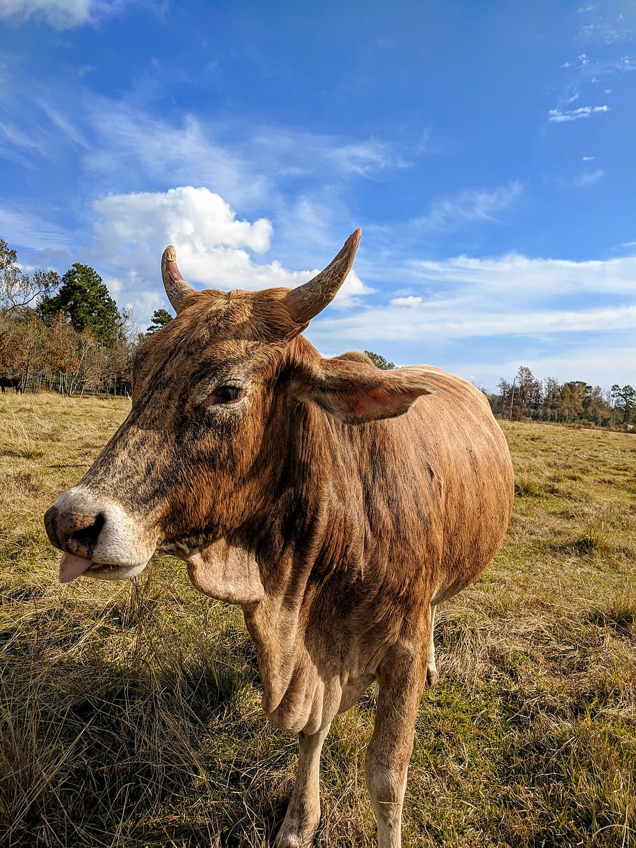cow, horns, tongue, sticking tongue out, blue sky, brown cow, brahman, mammal, field, animal