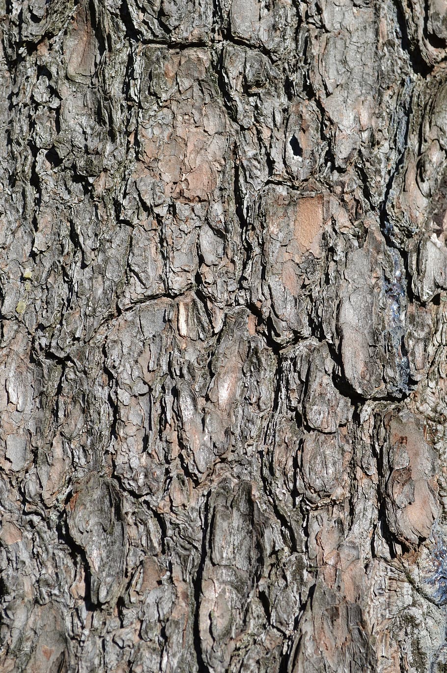 superfície marrom, casca, árvore, textura, texturizado, tronco, padrão, madeira, floresta, bosques