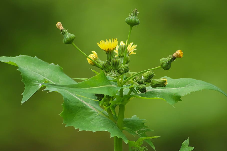 sow-thistle, ordinary sow-thistle, composites, yellow, flowers, pointed flower, weed, bloom, green color, animal