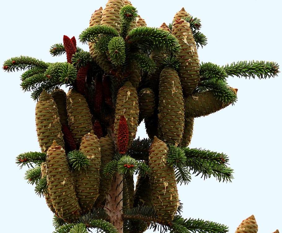 cones, male, female, tree, fir, sap, spring, plant, green, coniferous
