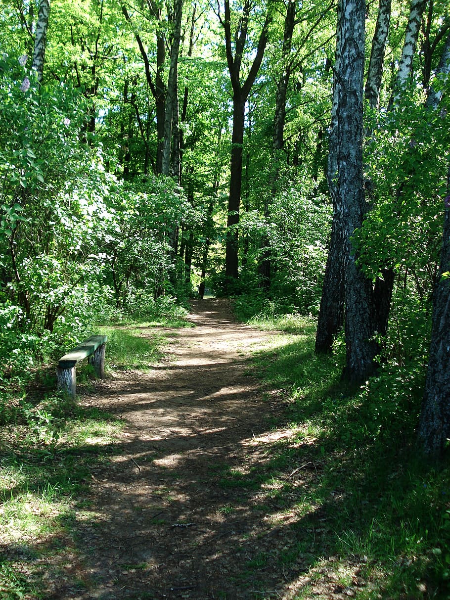caminho entre árvores, paisagem, natureza, trilha, passeio, caminho da floresta, parque, verde, caminho, madeira