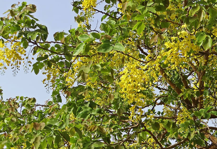 cassia fistula, golden shower tree, amaltas, flowers, yellow, fabaceae, india, nature, leaf, tree
