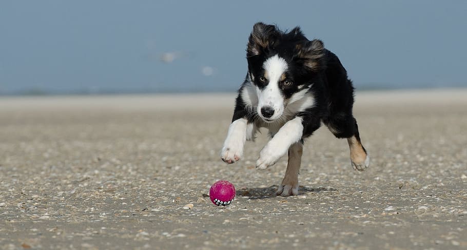 tricolor, border collie puppy, playing, fetch, Border Collie, puppy, beach, dog with ball, running dog, ball hunting