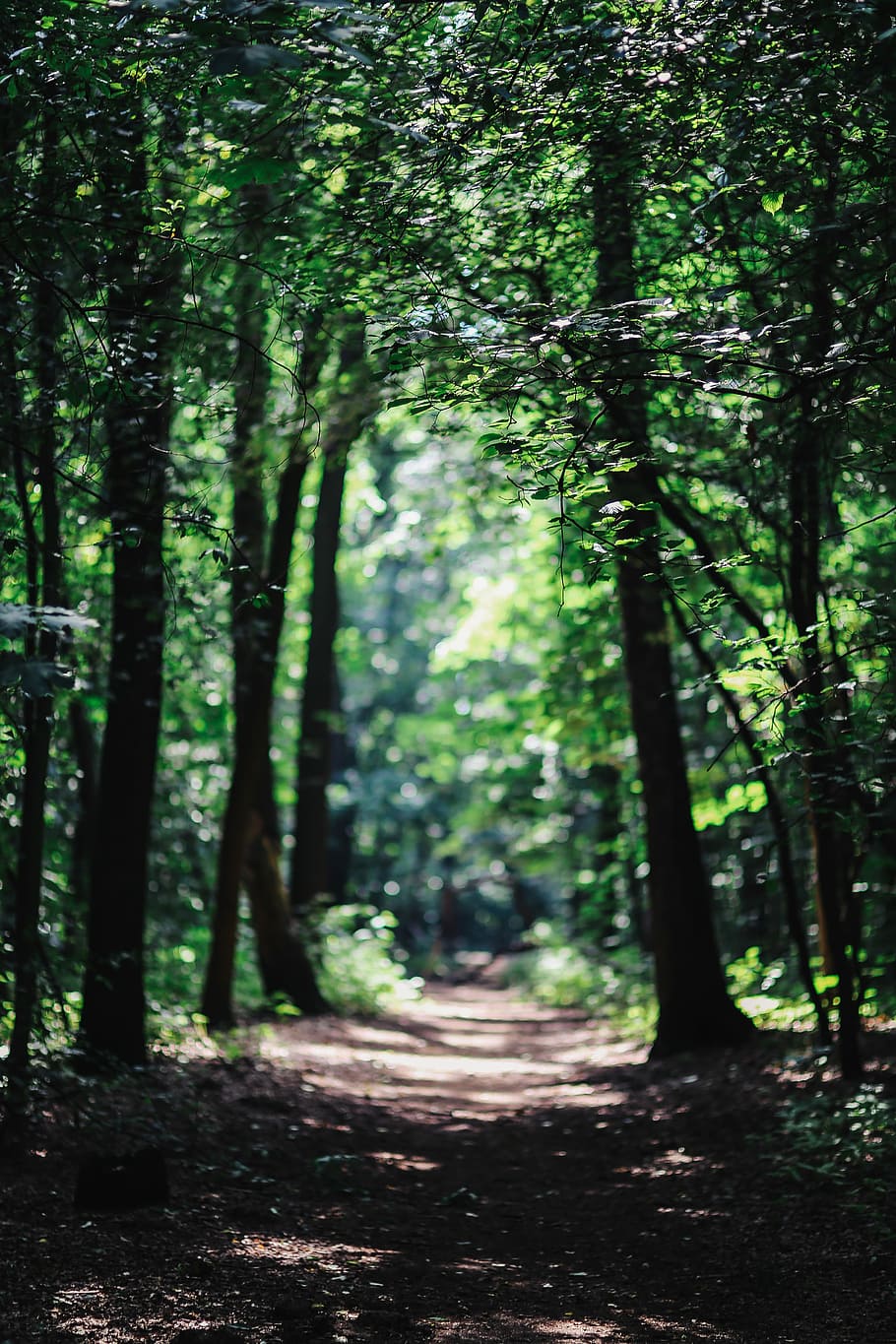 andar, floresta, labirinto, verão, verde, natureza, madeira, madeiras, árvore, bosque