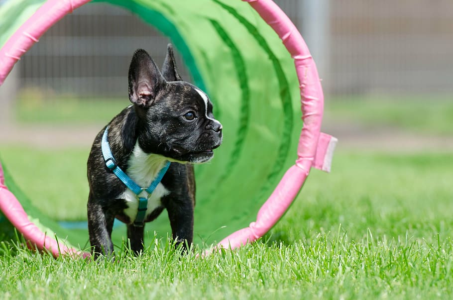 black, brindle, french, puppy, green, tunnel, daytime, meadow, sweet, cute
