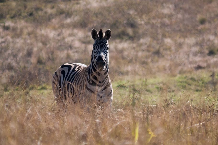 zebra, afrika, kehidupan liar, margasatwa, Hewan safari, hewan Di Alam Liar, alam, sabana, hewan, suaka margasatwa