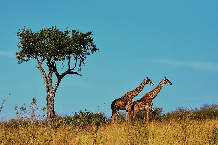 two, giraffes, tree, wildlife, africa, tanzania, mammal, safari, park, travel