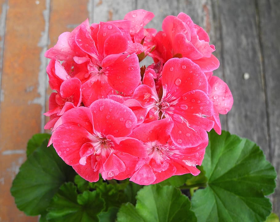 Geranium, Flower, Pink, pink geranium, potted flower, raindrop, just add water, plant, nature, petal