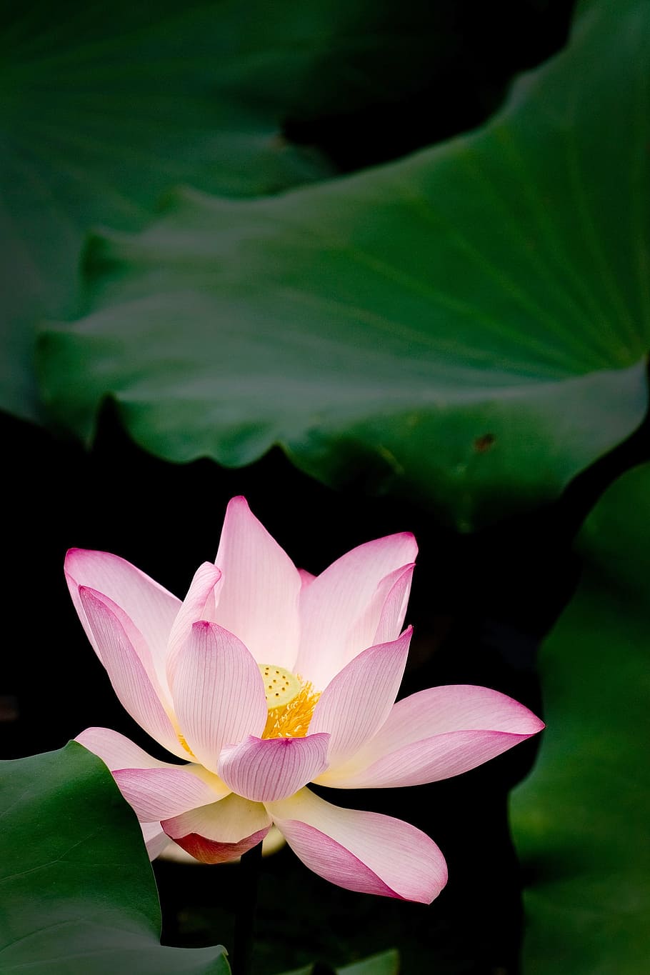 Beautiful Lotus Flower Good Flower Needs Green Leaves Bloom Season Water Lily Nature Lotus Water Lily Pond Petal Plant Pxfuel