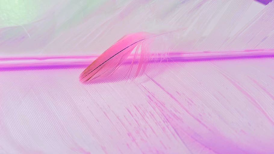 desktop, abstract, color, art, pattern, feathers, colorful, pink color, close-up, science