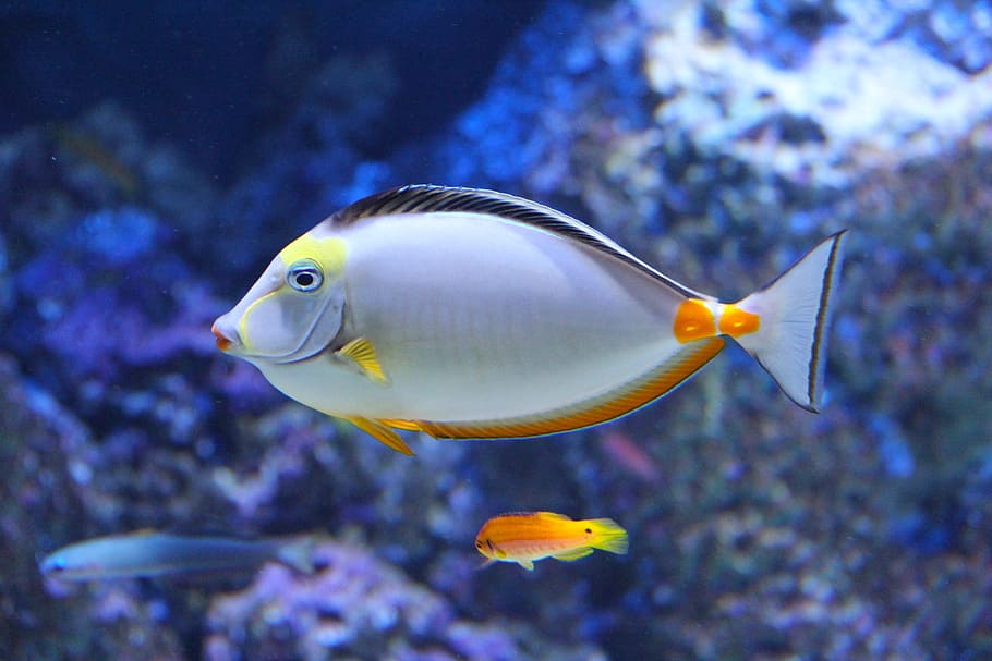 silver, orange, fish, floating, water, white, pet fish, beautiful, aquarium, beautiful fish