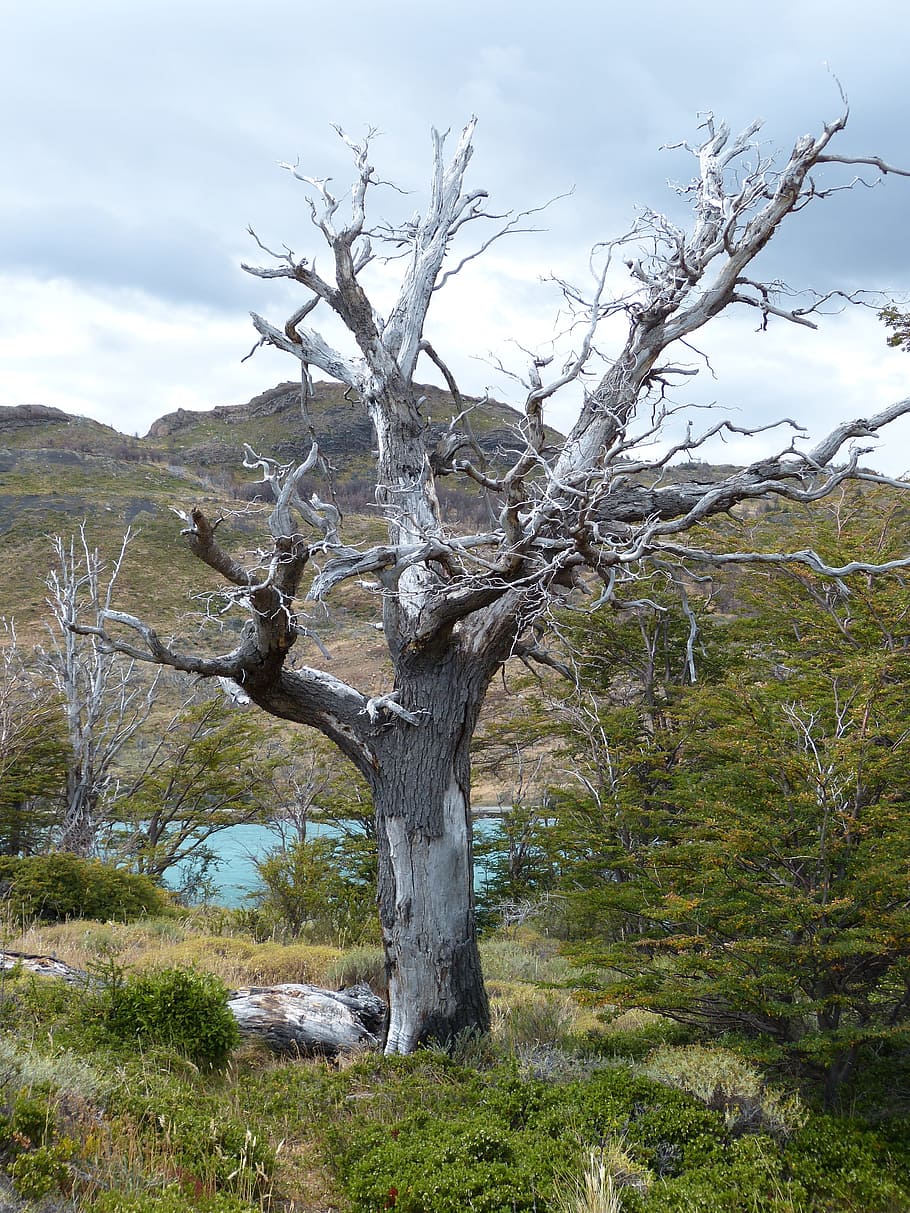 Chile, South America, Patagonia, landscape, nature, torres del paine, national park, unesco, mountains, tree