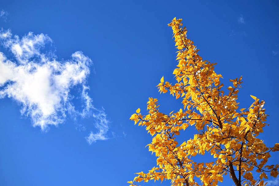 amarillo, hojeado, árbol, azul, cielo, gusanos, vista, hojas, nublado, durante el día