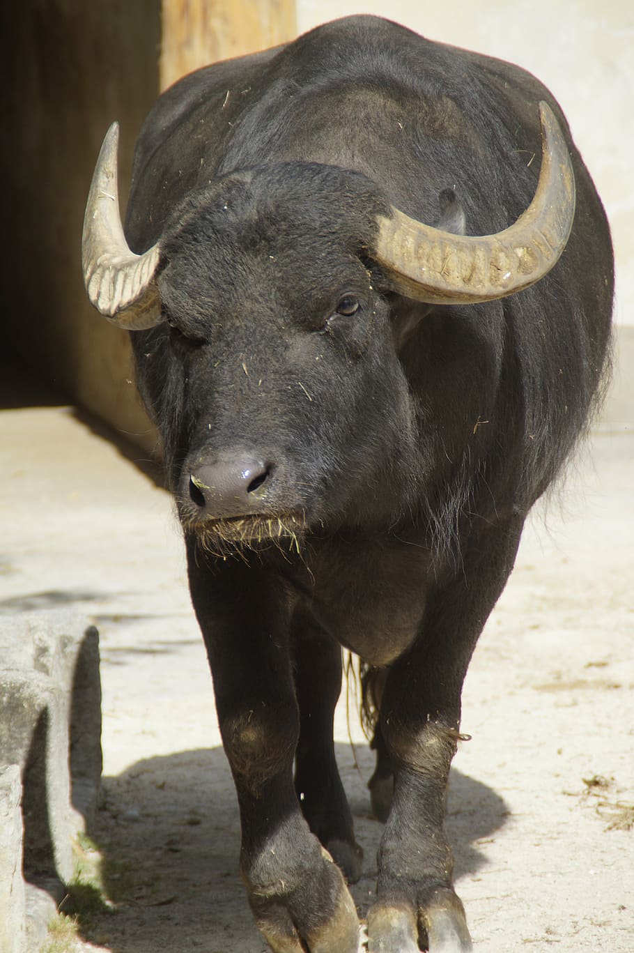 buffalo, water buffalo, horns, africa, zoo, beef, animal, animal themes, mammal, vertebrate