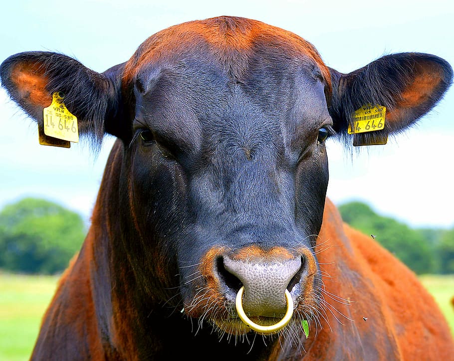 nose ring, bull, beef, ear tag, agriculture, livestock, ruminant, snout, head, cattle