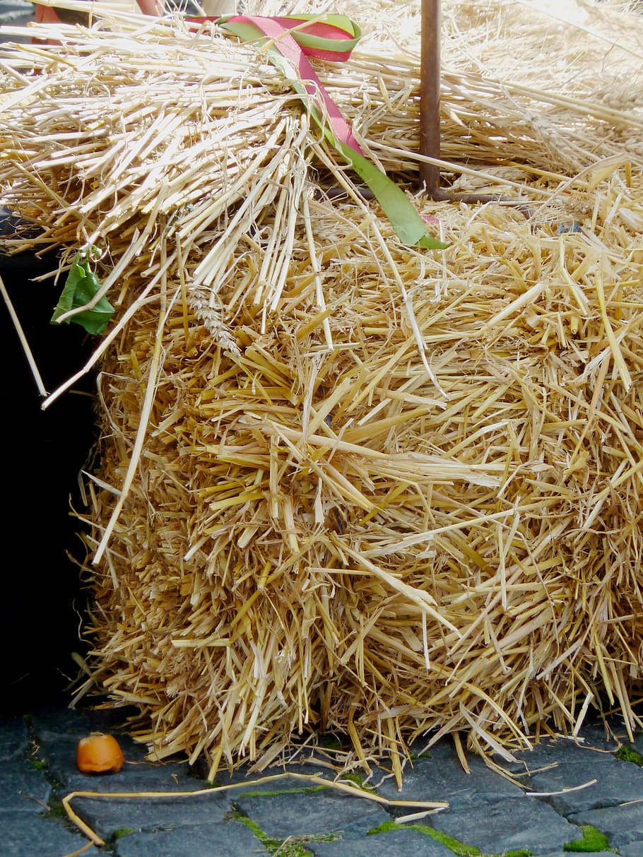 hay, autumn, straw, straw bales, harvest, agriculture, mow, dried grass, cereals, harvested