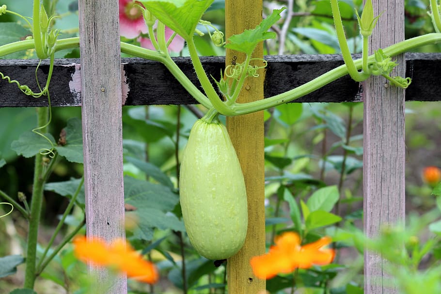 selective, focus photography, bottle gourd, zucchini, fence, wood, hanging, old fence, rural, lash