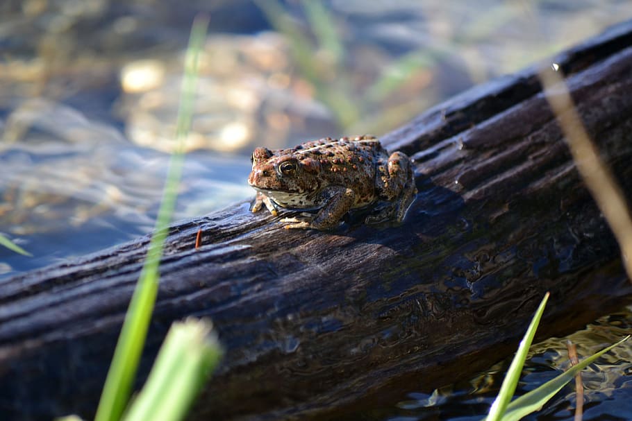 Frog, Log, Water, Wild, Reptile, Weeds, grass, rocks, one animal, day