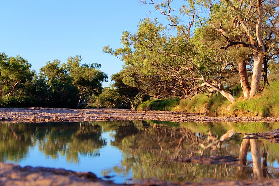 reflection, bush, australia, national park, outback, queensland, water, eucalyptus, landscape, creek