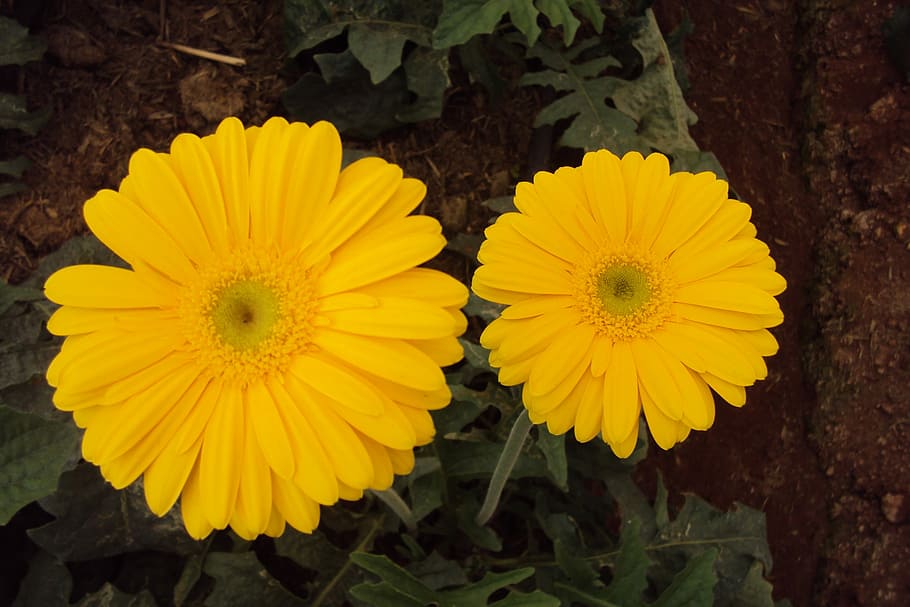 Yellow, Flower, Daisy, Blossom, yellow flower, gerberas yellow, spring, petal, flower head, fragility