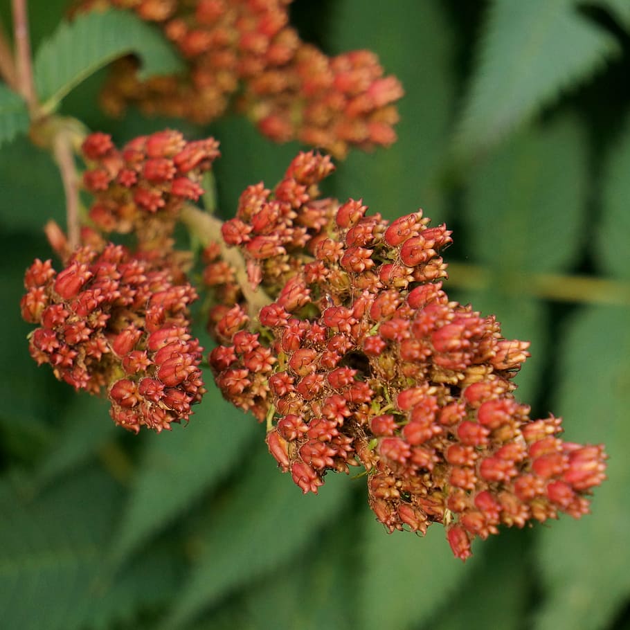 orange, cluster flower bud, selective, focus photography, refers rowan-angervo, the core, seed, red seeds, nature, plant