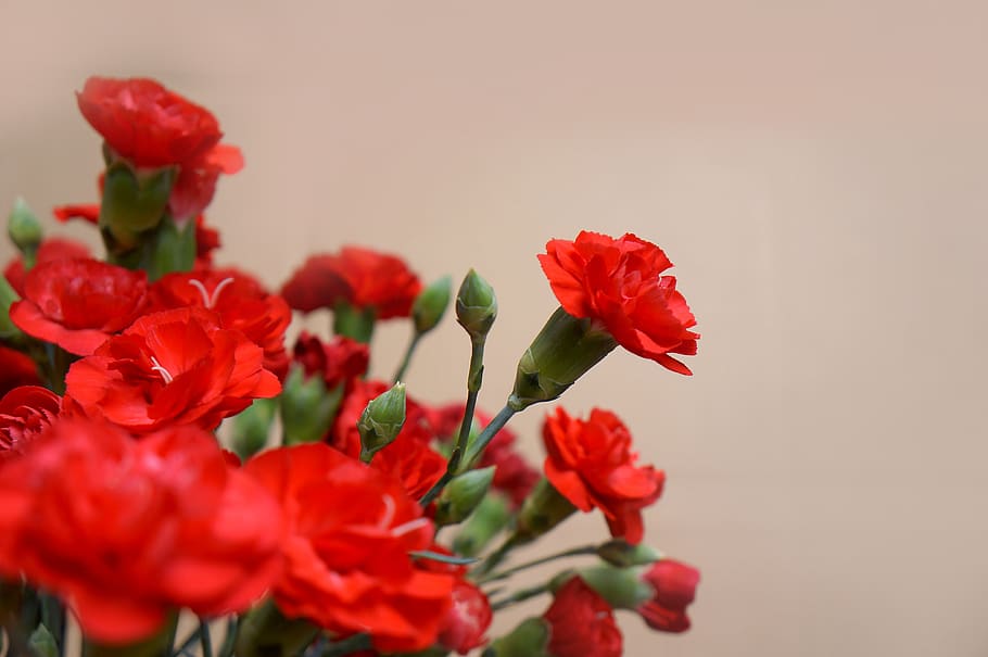 carnations, red, natural, flower, flowering plant, beauty in nature, plant, vulnerability, fragility, freshness