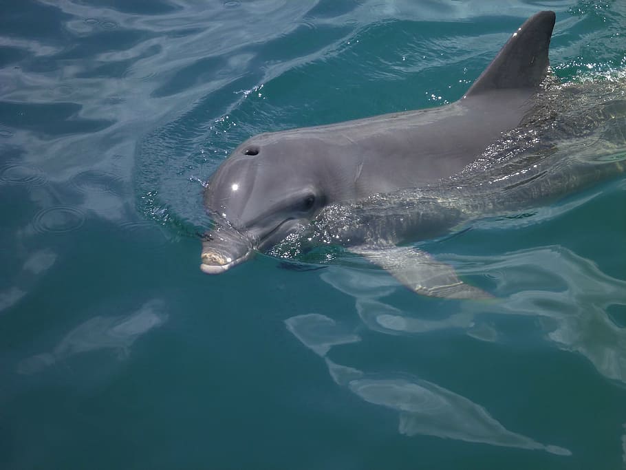 delfines, mar, animales, naturaleza, agua, temas de animales, animal, fauna animal, submarino, natación