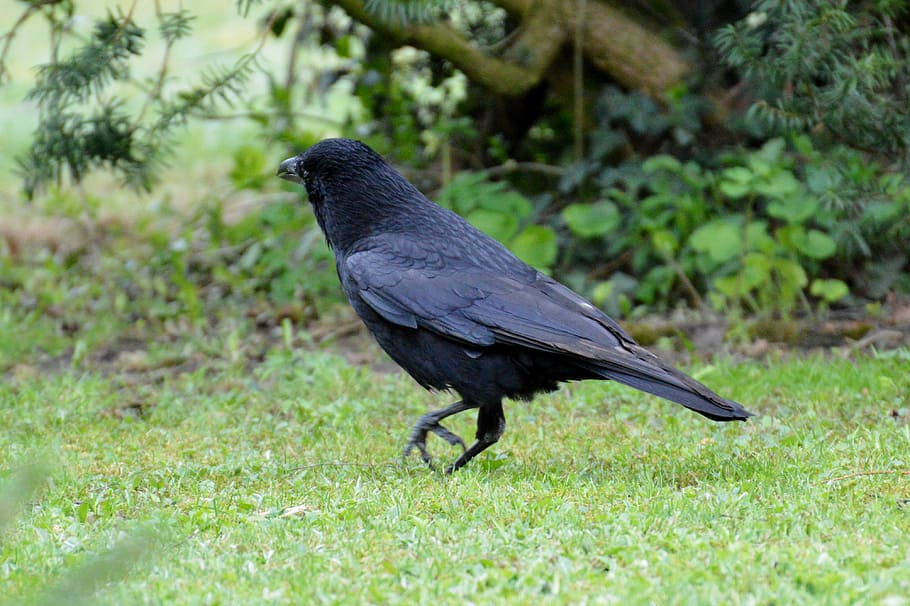Crow, Raven, Bird, Black, Bill, raven bird, black, bill, feather, fly, one animal