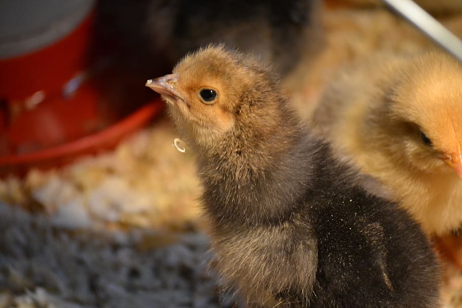 ひよこ 鶏 群れ 赤ちゃん 鳥 卵の層 雌鶏 農業 動物 くちばし Pxfuel