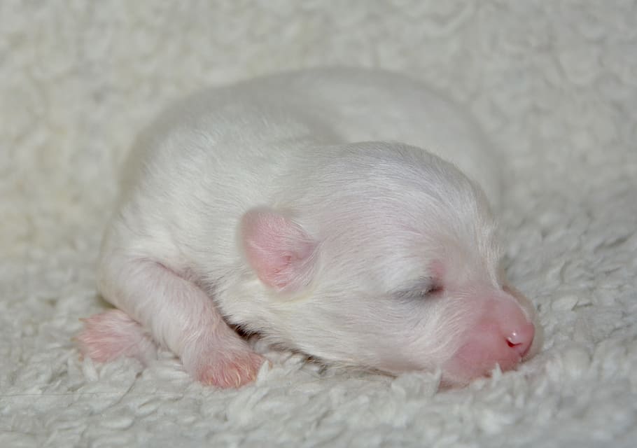 closeup, sleeping, white, puppy, new born, dog coton tulear, cute, mammal, little puppy, baby