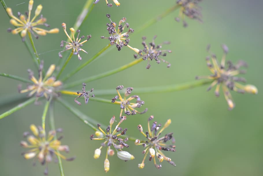 Fennel, Gardening, Organic, Flower, plant, herbs, nature, growth, beauty in nature, leaf