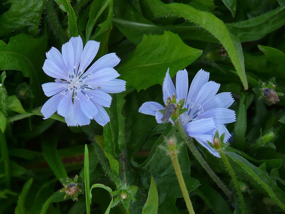 Chicory, Blossom, Bloom, biru muda, sawi putih umum, sawi putih biasa, cichorium intybus, bunga, biru, pertumbuhan
