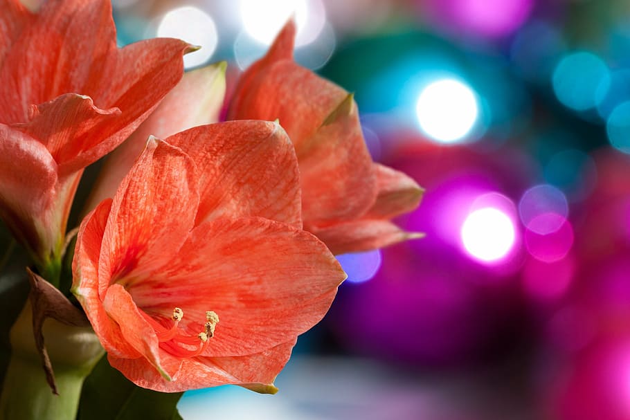 macro photography, orange, petaled flower, amaryllis, salmon pink, blossom, bloom, flower, plant, botany