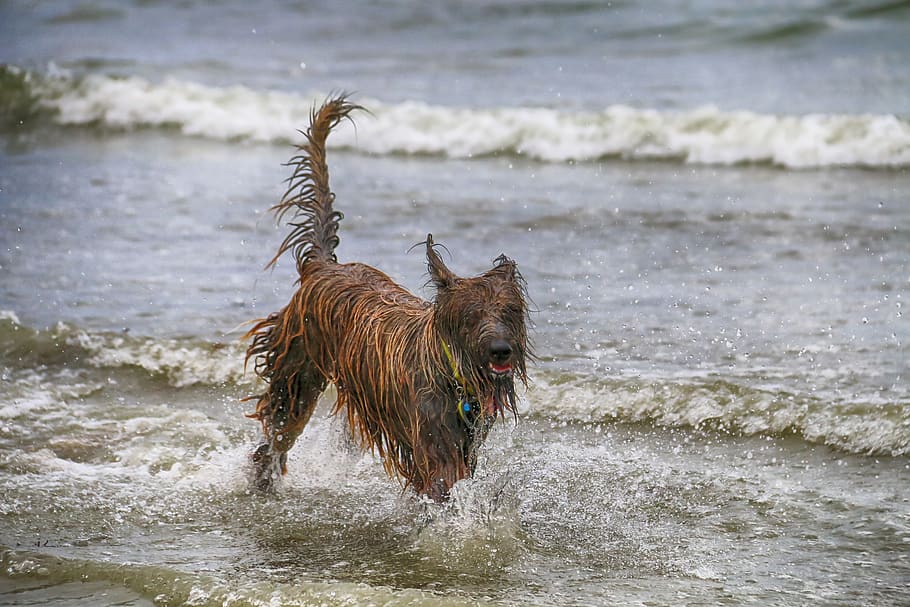 cachorro, tomando banho, mar, ondas, retrato, animal, brincar, diversão, feliz, mastim tibetano